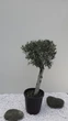 Оливковое дерево европейское Арбекина «Spanish Premium» (Olea europaea Arbequina) — Возраст 30-35 лет - изображение 1