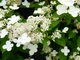 Гортензія волотиста Прім Вайт (Hydrangea paniculata Prim'White) кущ в горщику 12л, 7 років - зображення 2