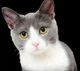 Алмазная мозаика "Котейка", картина стразами, 40х50 см, (Н1-Котейка 2030) - изображение 1