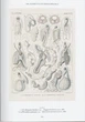 The Art and Science of Ernst Haeckel - Райнер Віллманн, Юлія Восс (9783836584289) - зображення 9