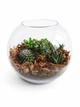 Ексклюзивний авторський флораріум Aqua-Tech Exclusive Florarium, FL002 - зображення 1