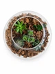Ексклюзивний авторський флораріум Aqua-Tech Exclusive Florarium, FL002 - зображення 3
