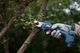 Секатор Bosch Pro Pruner аккумуляторный, 12в, 3.0 Ач, до 25мм, 1кг, сет. 2 акк. 0.601.9k1.021 - зображення 2