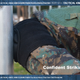 Тактические наколенники и налокотники Mdikawe, набор из 4 предметов, для ползания - изображение 8