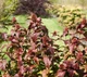 Диервилла ручейная Troja Black (Diervilla rivularis Troja Black) декоративный куст в горшке C5 - изображение 3