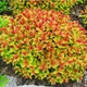 Спірея японська Голдфлейм (Spiraea japonica Goldflame) C3 - зображення 1