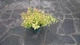 Спірея японська Голдфлейм (Spiraea japonica Goldflame) C3 - зображення 3