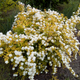 Спірея Вангутта Голд Фонтейн (Spiraea × vanhouttei Gold Fountain) декоративний кущ в горщику C3 - зображення 4