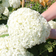 Гортензія деревоподібна Анабель. (Hydrangea arborescens Annabelle) P9 - зображення 2