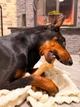 Игрушка для собак Рог жевательный WAUDOG Fun Wooden, дерево, полимер, размер L (6257) - изображение 7