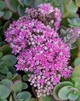 Очиток Седум Лайм Зингер (Sedum Sunsparkler Lime Zinger) Р9 - изображение 2