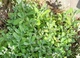 Арабис Кавказский Плена/Ризуха. (Arabis caucasica Plena) Р9 - изображение 2