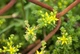 Очиток лозовидный (Sedum sarmentosum) Р9 - изображение 3