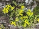 Очиток лозовидный (Sedum sarmentosum) Р9 - изображение 4