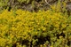 Очиток лозовидный (Sedum sarmentosum) Р9 - изображение 6