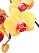 Орхідея (підліток зараз без квітів) TopDreams фаленопсис Phal Grandiflora Solid Yellow 1.7 (торфстакан) - изображение 3