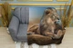 Плед «Большой и гордый лев. A big and proud lion» Однослойный, 150х210 см - изображение 1
