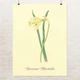 Постер Ботаническая иллюстрация, Narcissus Moschatus, растения, интерьерный постер, A2 60×45 см (id7156) - изображение 1