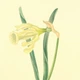 Интерьерная картина Ботаническая иллюстрация, Narcissus Moschatus, растения, интерьерный постер, 60×45 см (id7156) - изображение 6