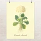 Постер Ботаническая иллюстрация, Primula Auricala, растения, интерьерный постер, A3 40×30 см (id7159) - изображение 1