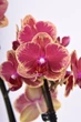 Орхідея (підліток зараз без квітів) TopDreams фаленопсис Phal Flaming Mirage Lips red/yellow rim, multiflora - New! Exclusive Edition 1.7 - изображение 1