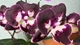 Орхідея (підліток зараз без квітів) TopDreams фаленопсис Phal Velvet Eclipse Lips - New! Exclusive Edition (Дхарма) 1.7 - изображение 5