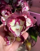 Орхідея (підліток зараз без квітів) TopDreams фаленопсис Phal Velvet Eclipse Lips - New! Exclusive Edition (Дхарма) 1.7 - изображение 10