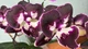 Орхідея (підліток зараз без квітів) TopDreams фаленопсис Phal Velvet Eclipse Lips - New! Exclusive Edition (Дхарма) 1.7 - изображение 13