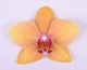 Орхідея (підліток зараз без квітів) TopDreams фаленопсис Phal 6559 Grandiflora Honey Yellow (Orange redlip) квіти 8,5 см 1.7 - изображение 1