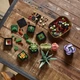 Конструктор Суккуленты - изображение 2