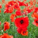 Насіння Мак польовий червоний, Papaver rhoeas 0.1 гр/уп - зображення 4
