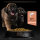 Cухий корм для цуценят Pro Plan Puppy Large Robust Sensitive Skin 12 кг - лосось - зображення 7