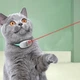 Умный лазерный ошейник для кошек, интерактивная смарт игрушка Hvostiki Laser (SG-10974) - изображение 7