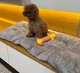 Килимок-лежанка для собак 45 х 90 см сірий — м’який пухнастий теплий, антиковзкий , 500 г KT7005804 - зображення 3