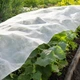 Агроволокно белое укрывное Greentex R30 1.6×10 м, 30 г/м² — защита растений от заморозков, солнца и вредителей - изображение 3
