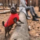Жилет для собак Pet Fashion E Vest красный демисезонный из полиэстера размер XS - изображение 4