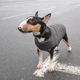Жилет для собак Pet Fashion E Vest серый демисезонный из полиэстера размер XS - изображение 4