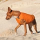 Жилет для собак Pet Fashion Е Vest оранжевый демисезонный из полиэстера размер M - изображение 3
