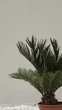 Цикас революта (Cycas revoluta), також відомий як сагова пальма, - ефектна екзотична рослина з Іспанії для будинку, офісу - зображення 3