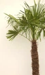 Пальма Трахікарпус Форчуна Trachycarpus Fortunei, стовбур 120 см, горщик 70 л — велика морозостійка віялова пальма - зображення 4