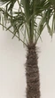 Пальма Трахікарпус Форчуна Trachycarpus Fortunei, стовбур 120 см, горщик 70 л — велика морозостійка віялова пальма - зображення 5