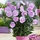 Гібіскус сирійський 'Lavender Chiffon' ®. Контейнер 0,5л - зображення 2