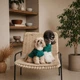 Сорочка для собак Pet Fashion Seaman зеленый размер XXS - изображение 4
