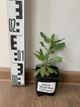 Шавлія Midnight Rose (Salvia nemerosa "Midnight Rose" ) - изображение 1