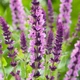 Шавлія Midnight Rose (Salvia nemerosa "Midnight Rose" ) - изображение 2