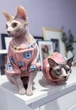 Кофта для котов (кошек) Лаки Лев XS Персиковый - изображение 5