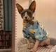 Толстовка для котов (кошек) Лаки Зайчик M Голубой - изображение 10