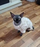 Костюм для котів (кішок) флісовий Пухнастик L Бежевий - зображення 12