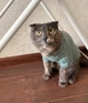 Кофта для котів (кішок) Мереживо XL М'ятний - зображення 9