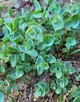 Очиток Седум Еверса (Sedum ewersii) Р9 - зображення 2